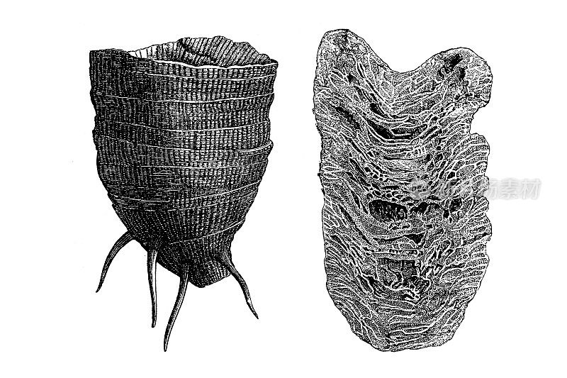 珊瑚Omphyma subturbinatum